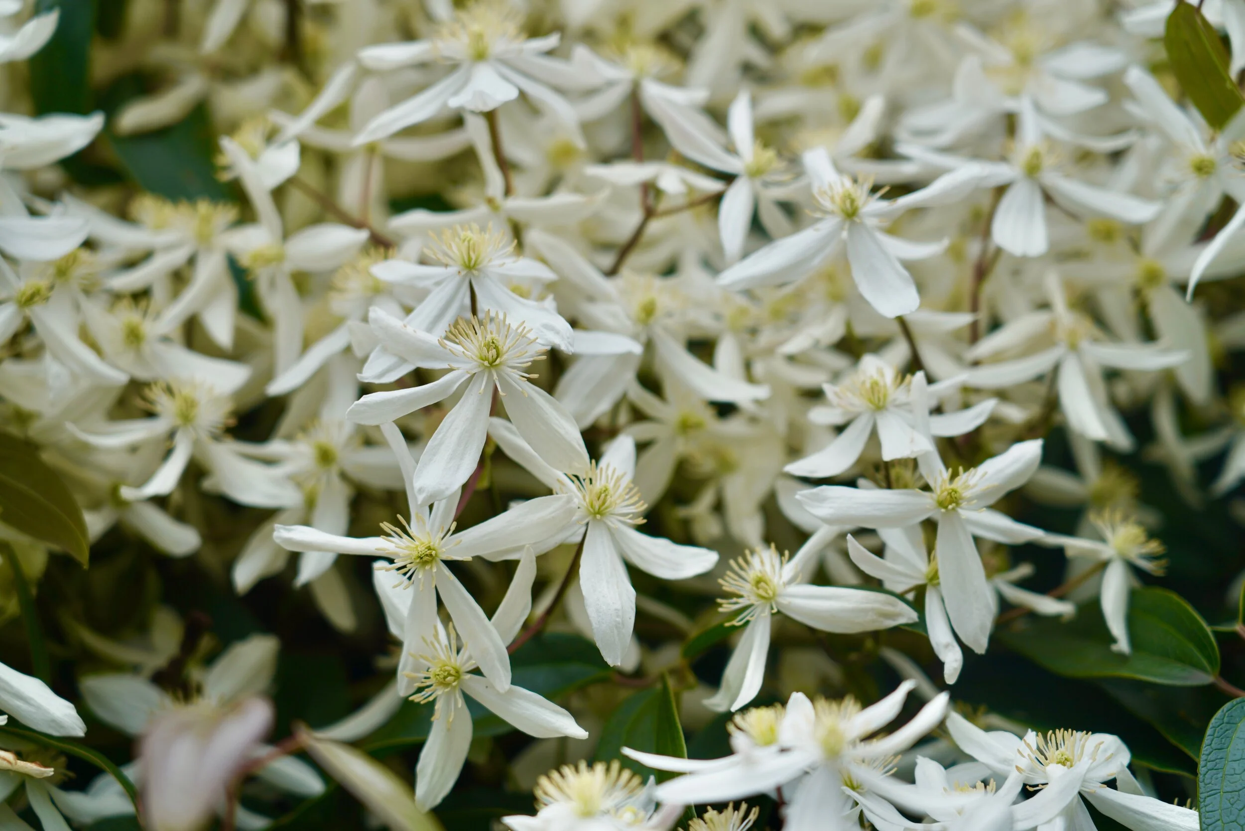 There She Goes: Nature Refresh