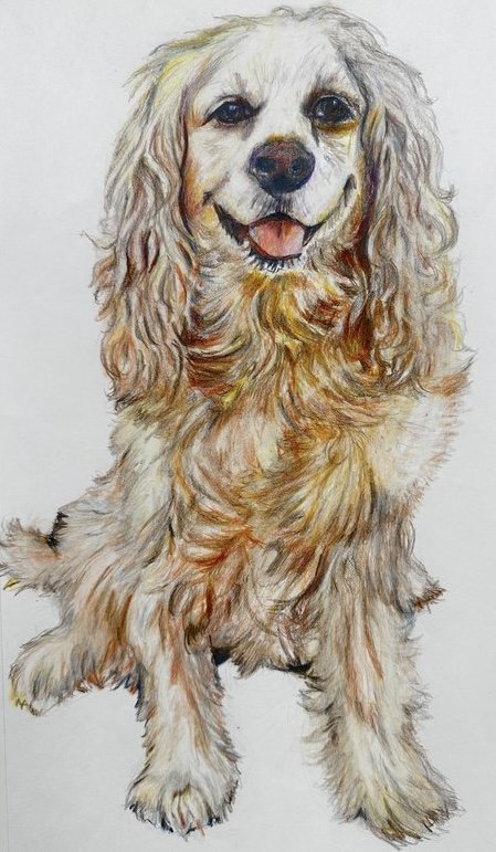 Pet Portraits