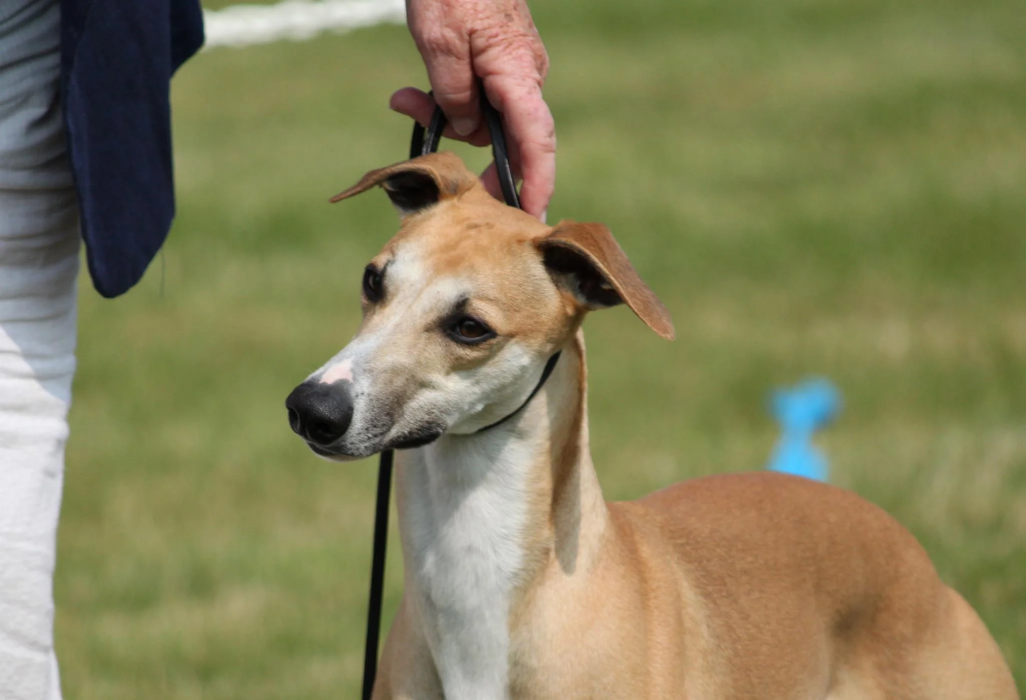 Serendipity Whippets — Serendipity Whippets