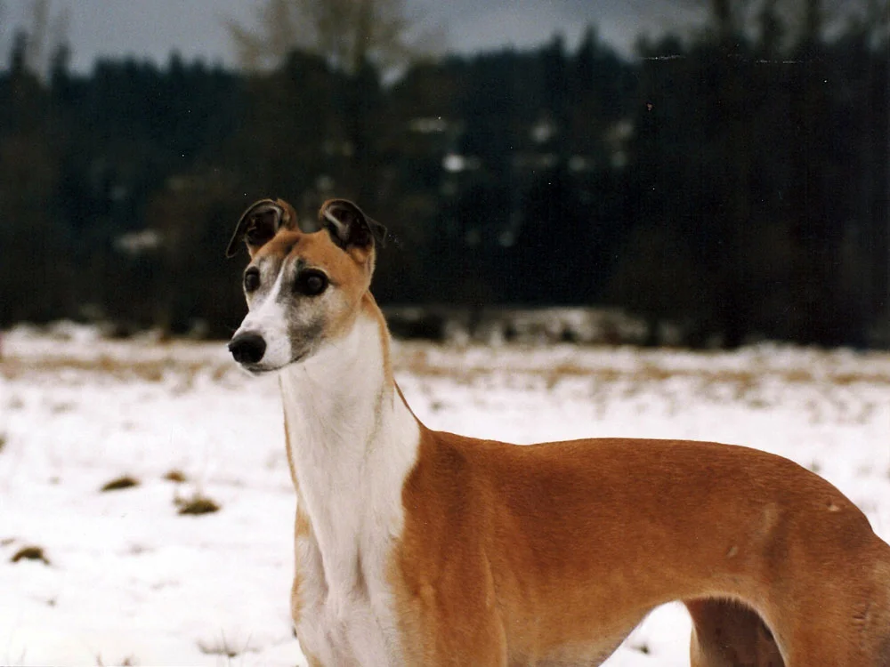 sophie-1000.jpg
