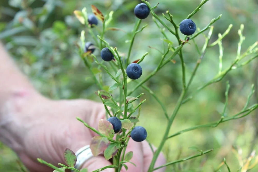 hand-blueberry.jpg