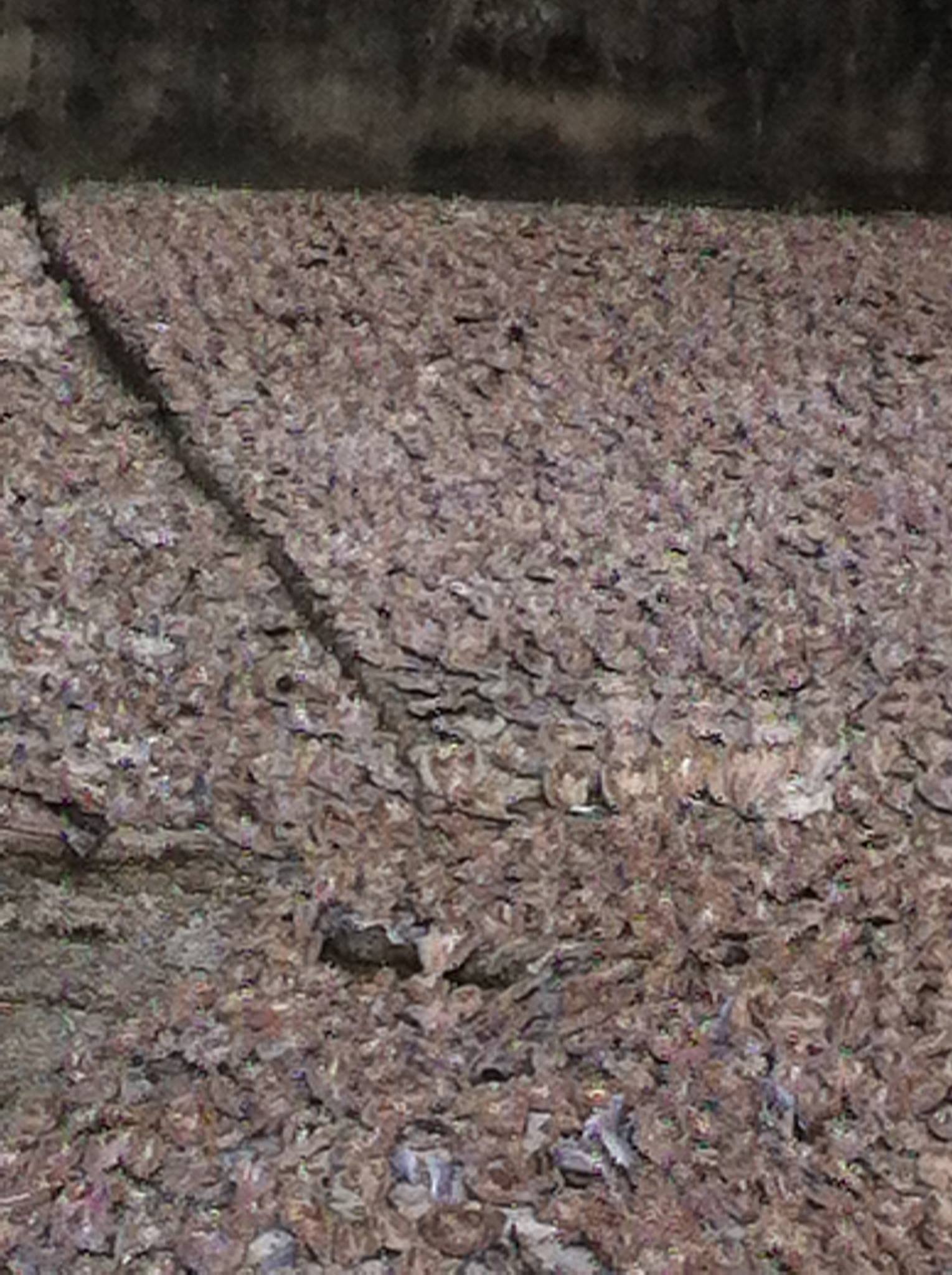 Field of Fish 2.jpg