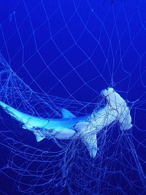 Hammerhead+Gillnet.jpg