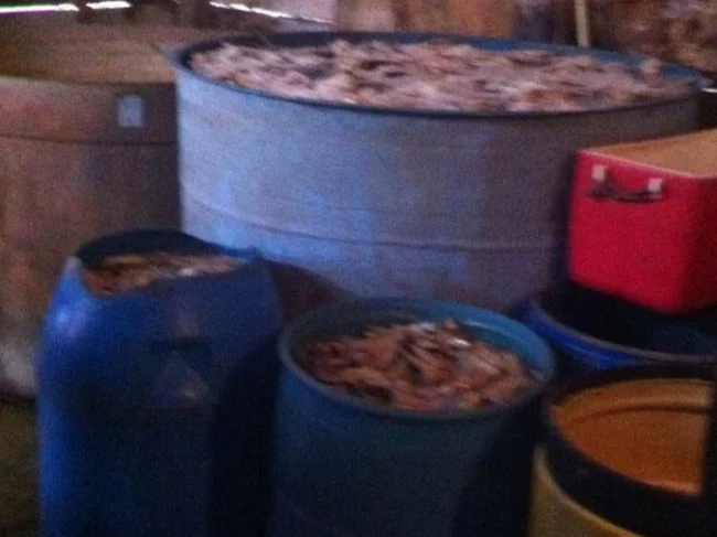 Vats of Belizean sharks and fish. Documented in Livingston, Guatemala in April 2019.