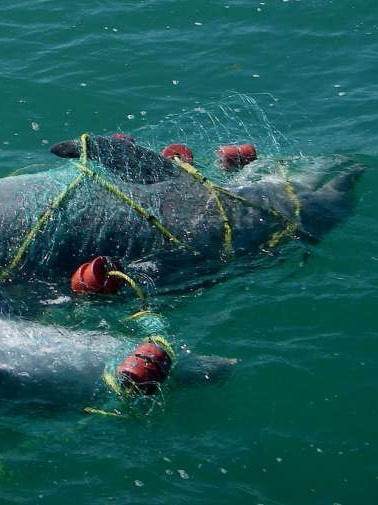 dolphins+in+gillnets.jpg