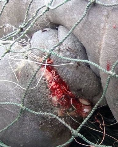 Manatees+in+a+gillnet.jpeg.jpg