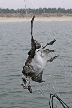 bird%252Bin%252Bgillnet.jpg