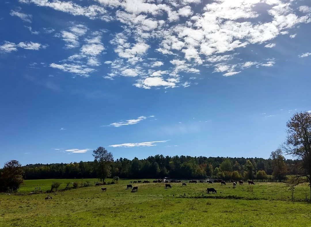 Grazing+in+Field.jpg