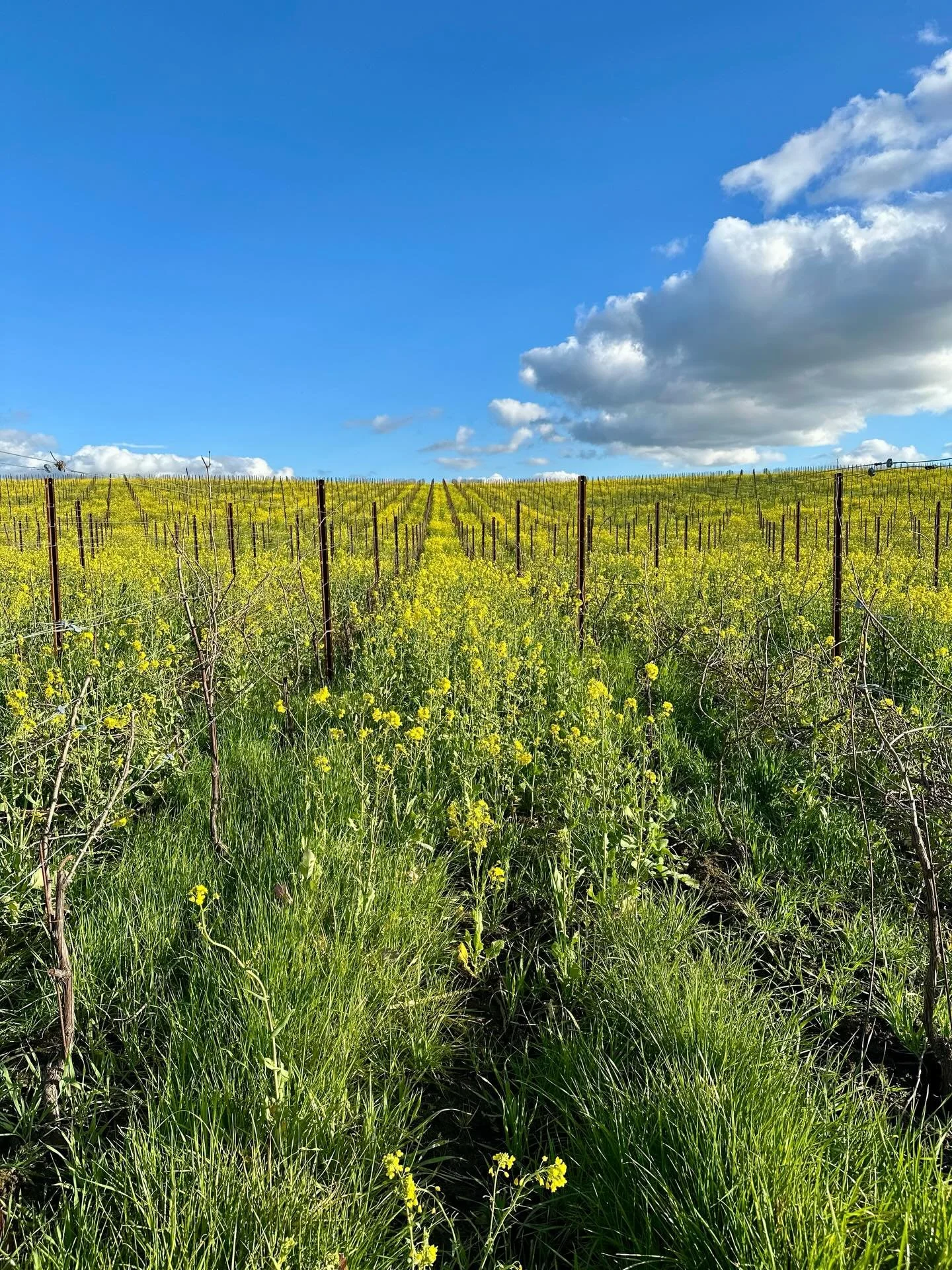 #solstralevineyard #chehelemmountains #wilakenziesoil #sedimentary #marinesediment