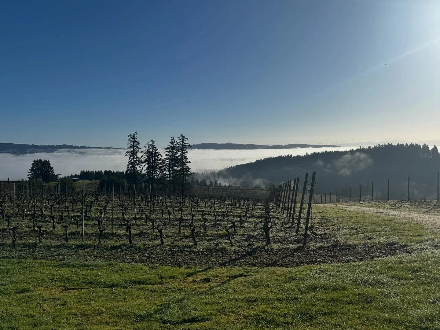 February views from @haakonlenaiwinery 
Pruning done, tying canes in motion.
#willamettevalley #chardonnay #volcanic #views #jory