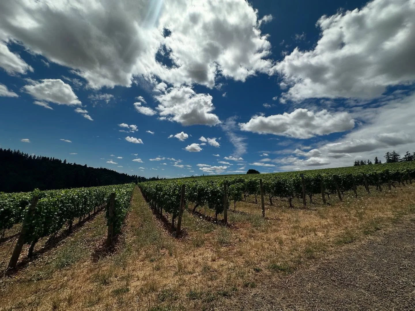 @haakonlenaiwinery vibes

#instamood #instagood #insta #clouds #cloudscapes #vibes 
#checkin #daydream #summer #july #winecountry #winelife #winewinewine #nofilter