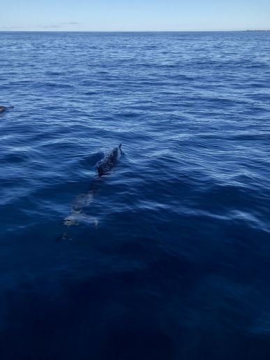 Dolphin 2.jpg