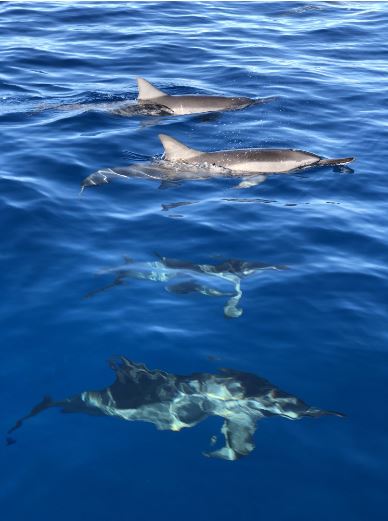Dolphin 3.jpg