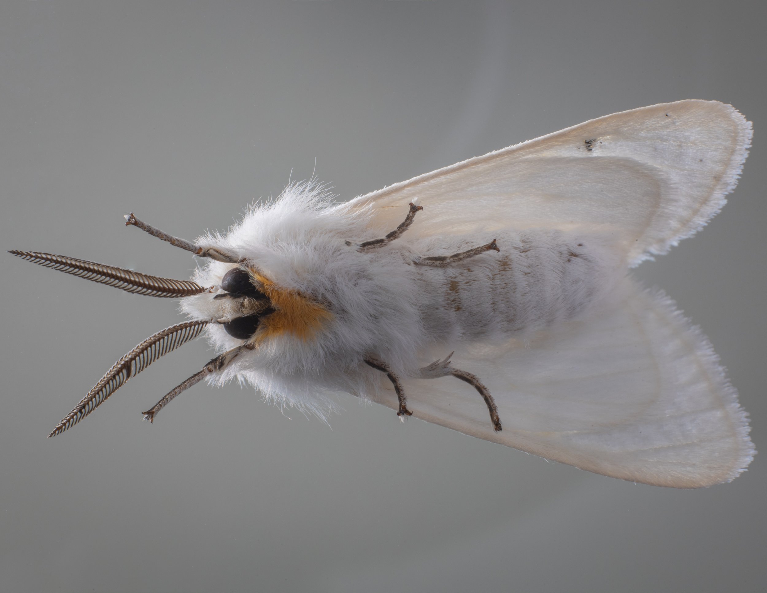 NoPests Pantry Moth Trap - NoPests