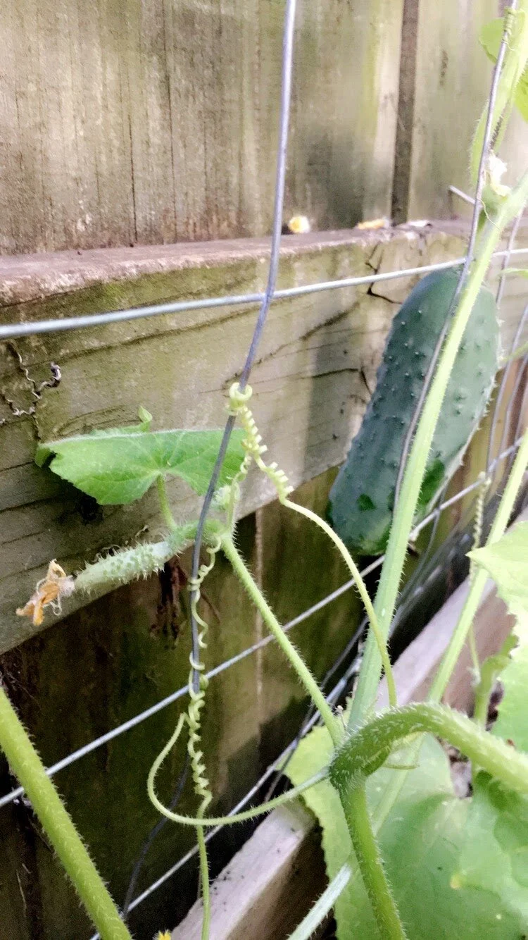 Japanese Long Cucumbers