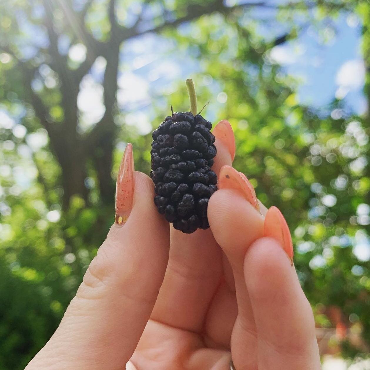 The mulberries in the front yard are ripening! Feel free to BYOB (bowl or small bucket, that is) and gather as many berries as you want&mdash;or learn to identify ripening mulberry trees along your neighborhood walking route. .
.
.
I made mulberry ja