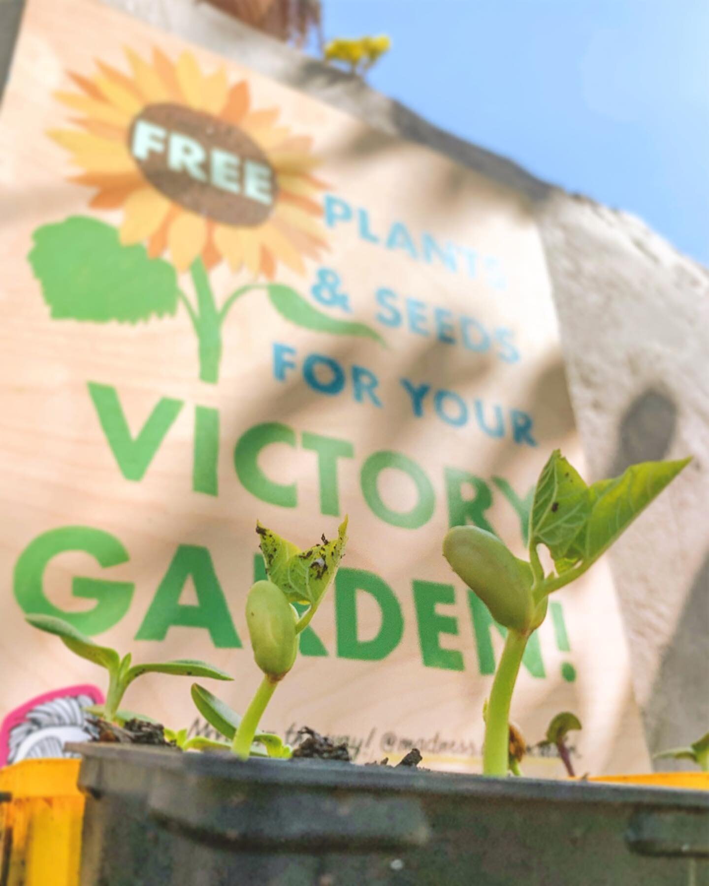 🌱💛 Free Plants and Seeds for your Victory Garden&mdash;available now in the Old Fourth Ward! Get your XXL sunflowers and your &ldquo;rattlesnake&rdquo; pole beans while they last! 🌻🌻🌻 .
.
I&rsquo;ve been grateful for this extra time in my own ga