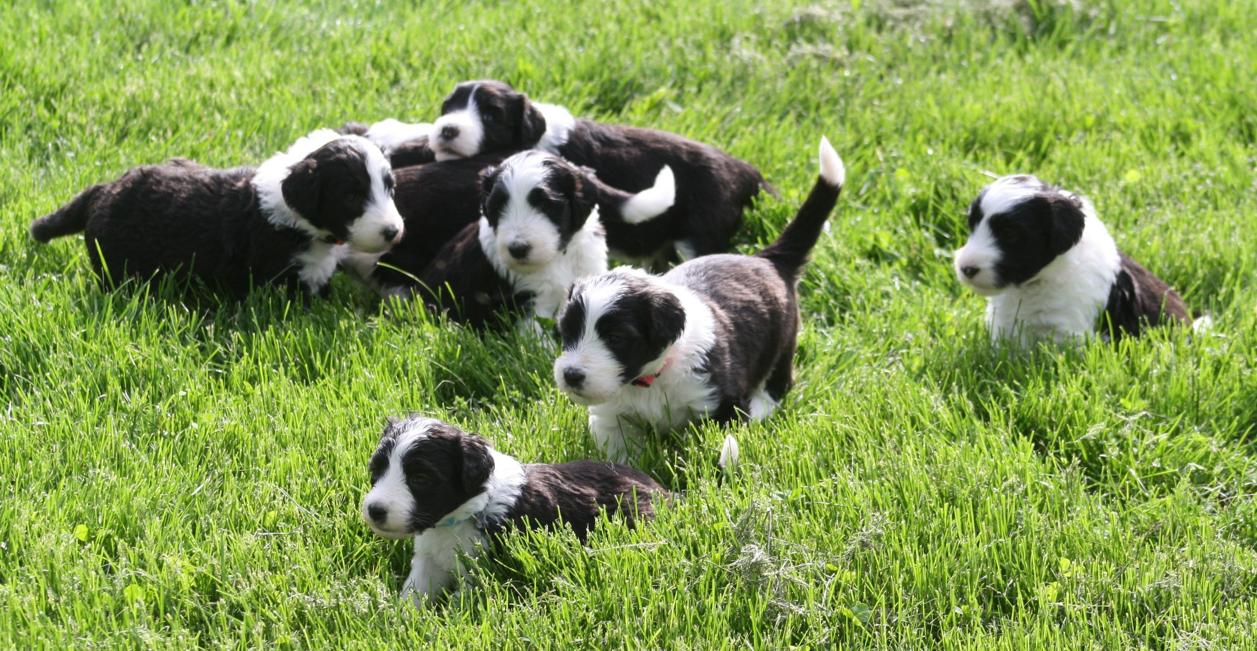 top sheepadoodle breeders