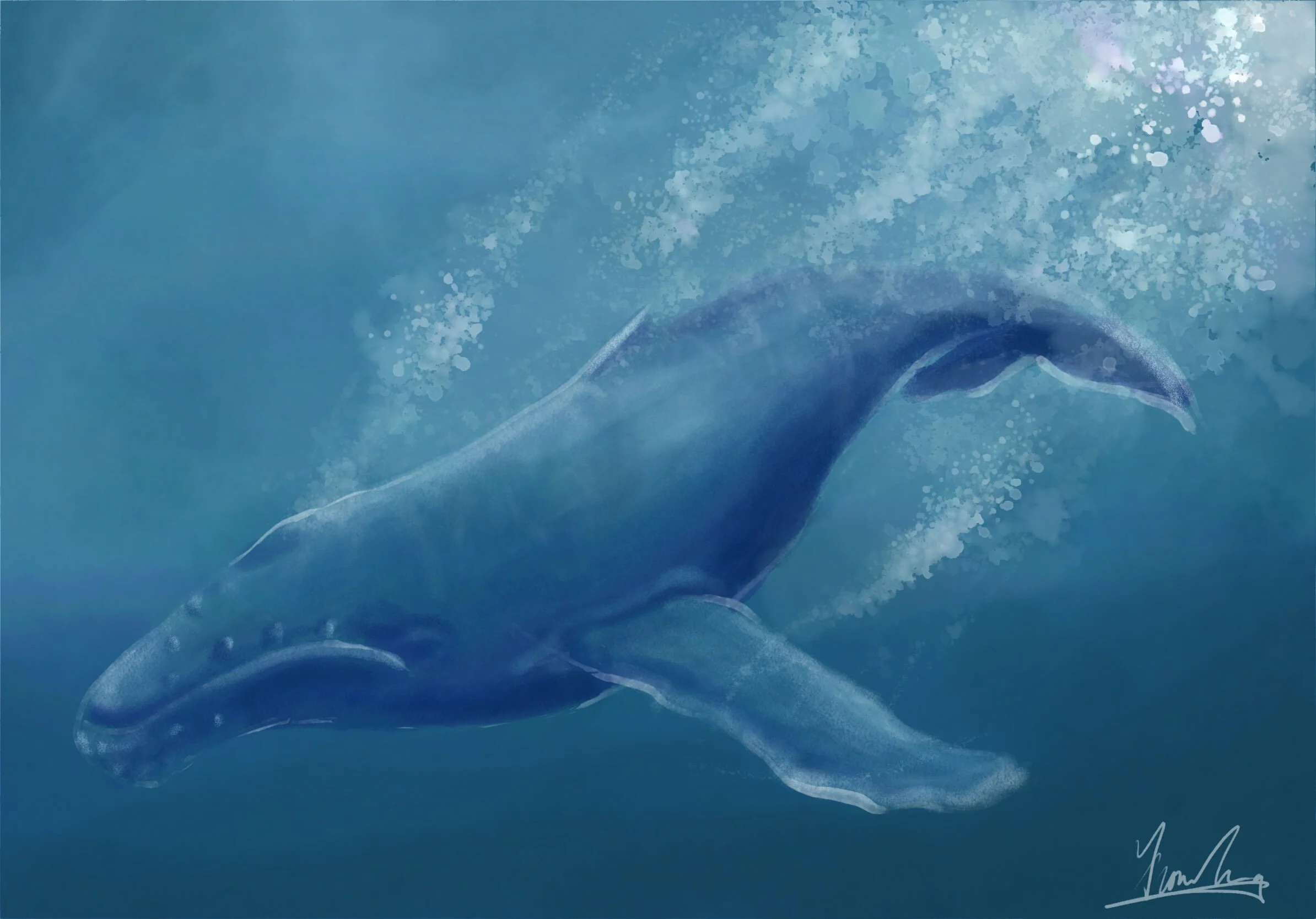 Humpback Whale