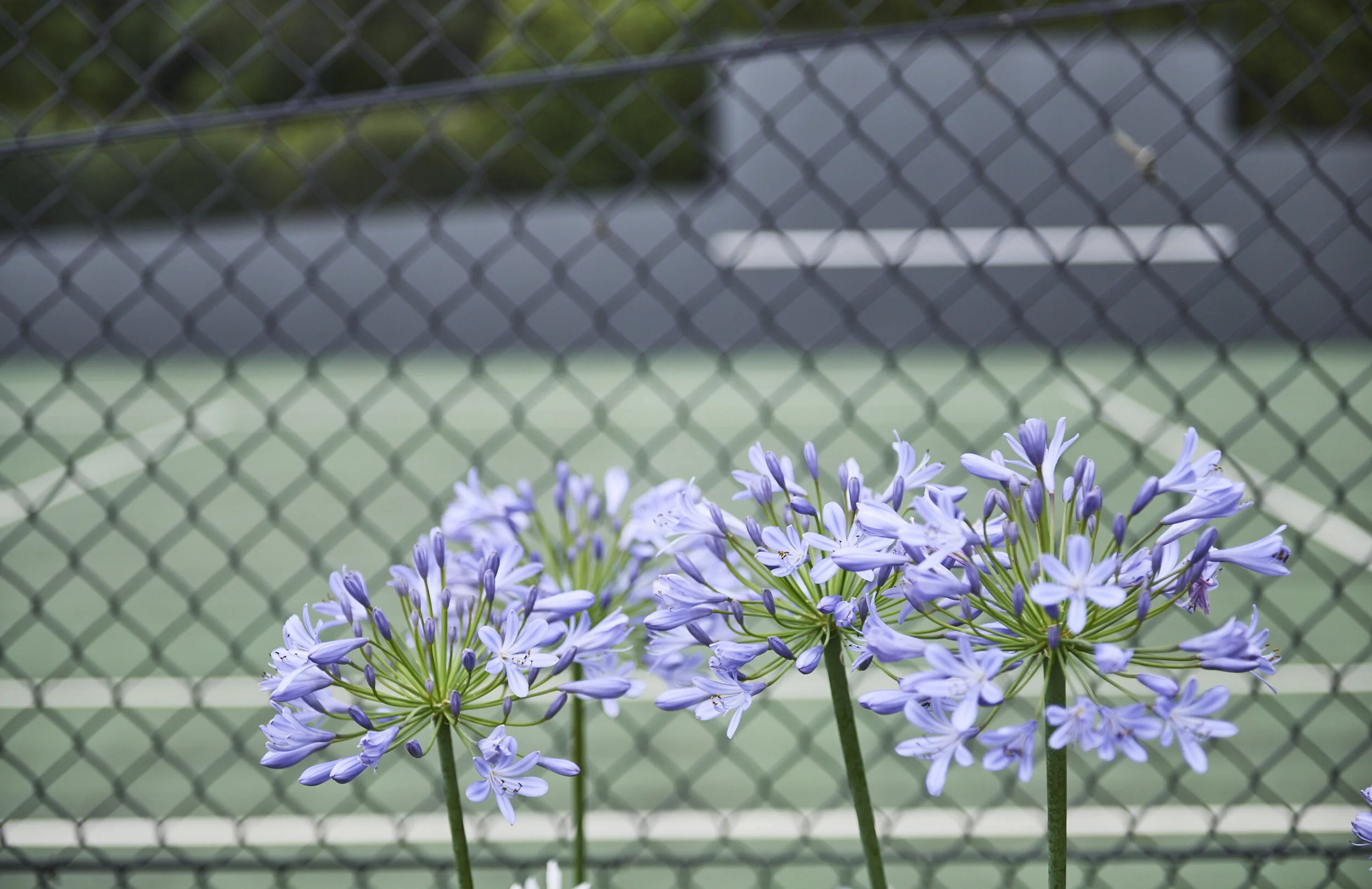 MIchelle's Tennis Court  5434.jpg