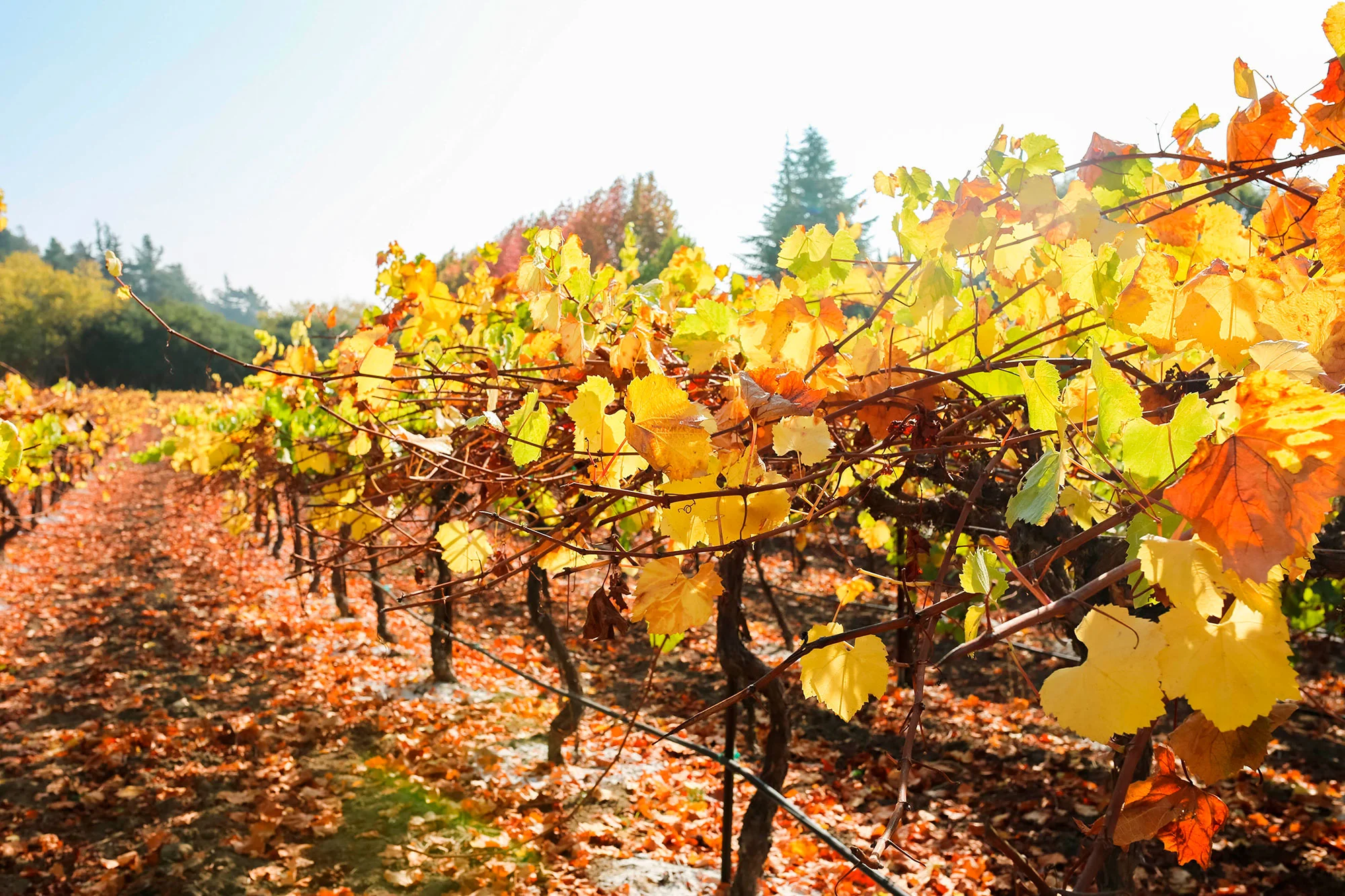 fall-vineyard-horizontal.jpg