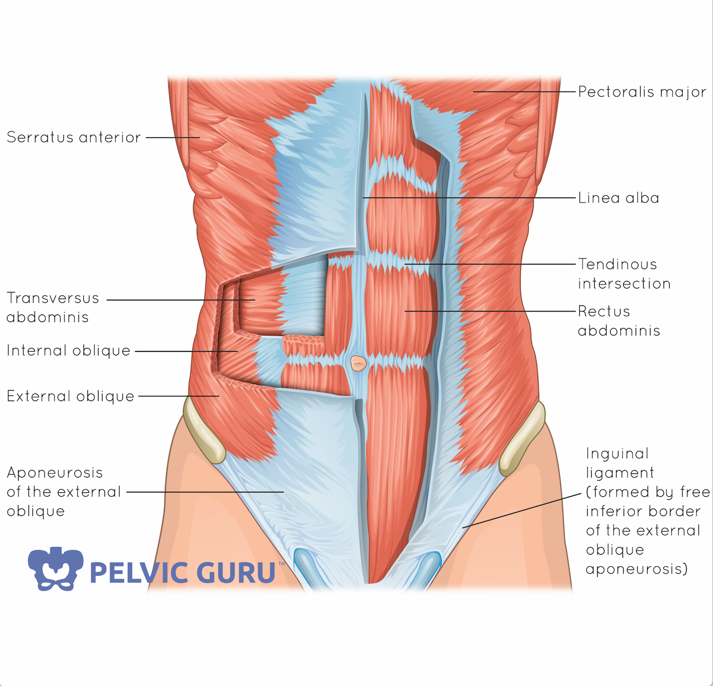 Anatomy Working Out Core Muscles Anatomy Side Core Muscles Deep Ab