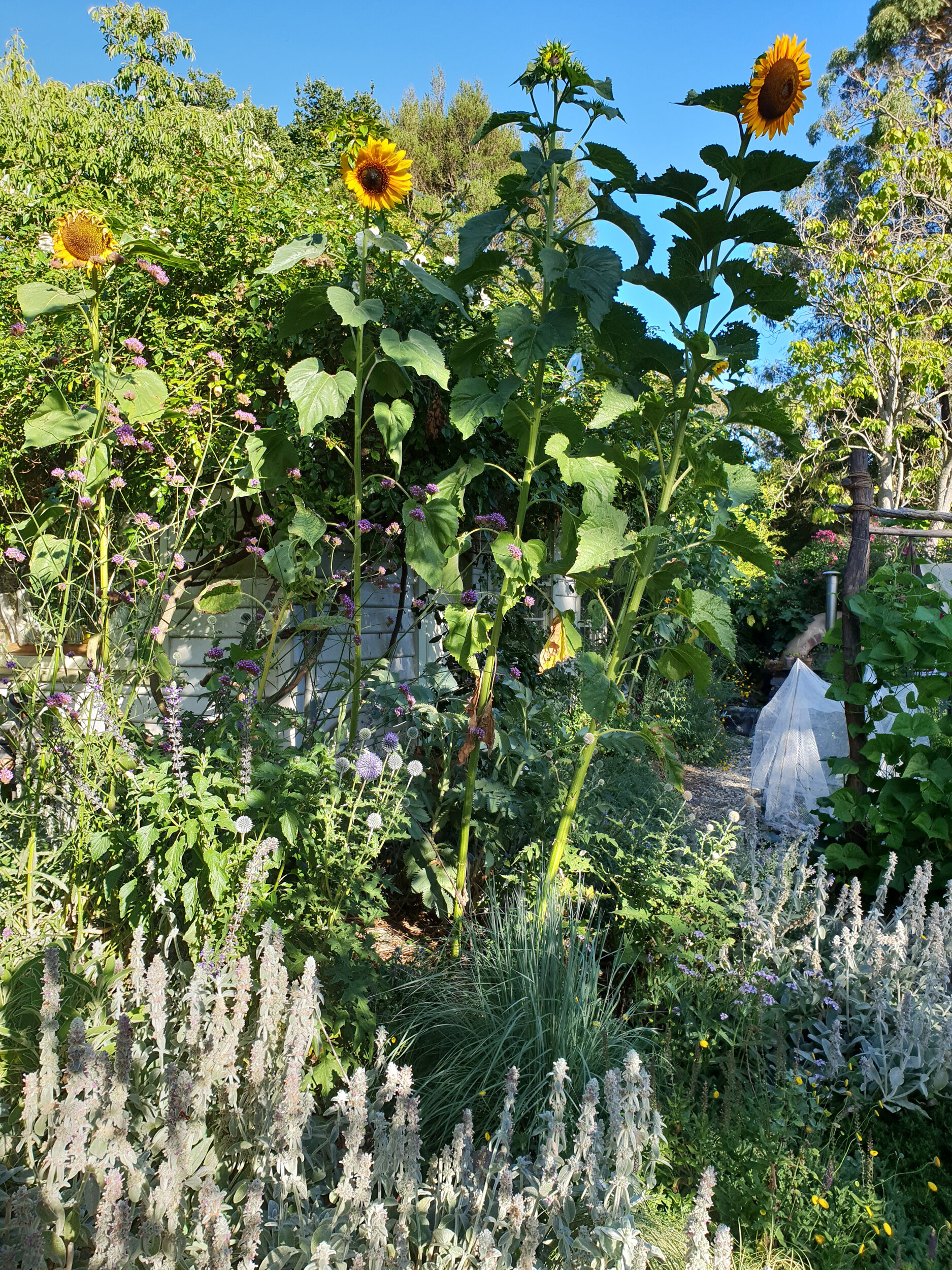 Hopi Sunflowers reaching for the sky