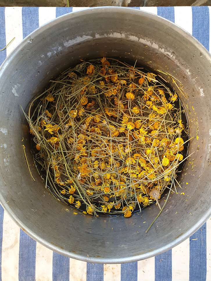 Dried Dyer's Chamomile flowers and fresh water ready to sit in the sun