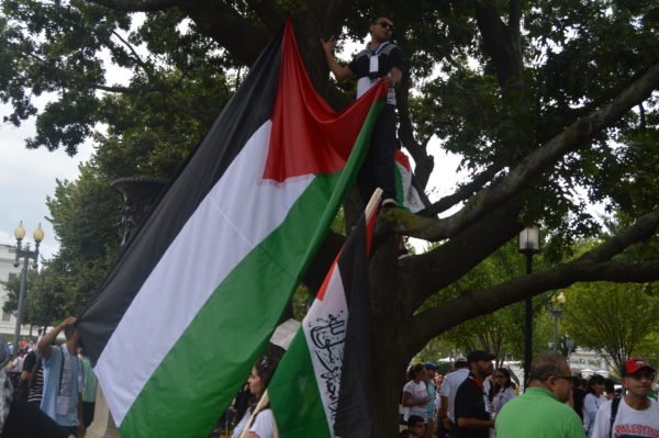  Aug. 2, 2014| A young man hangs the Palestinian Flag from a tree. 