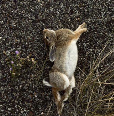 Die Trying | Like tying the leaves back together