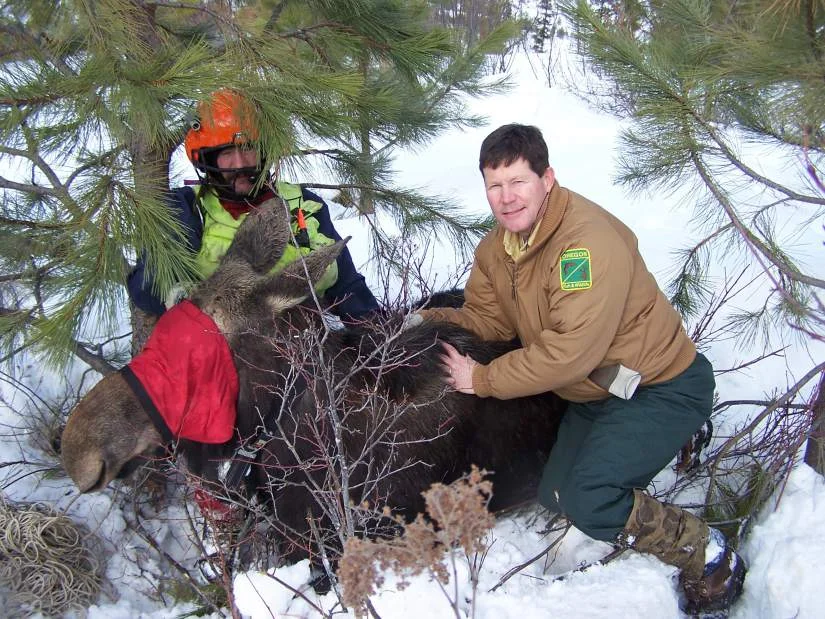 2019 Moose Survey Completed