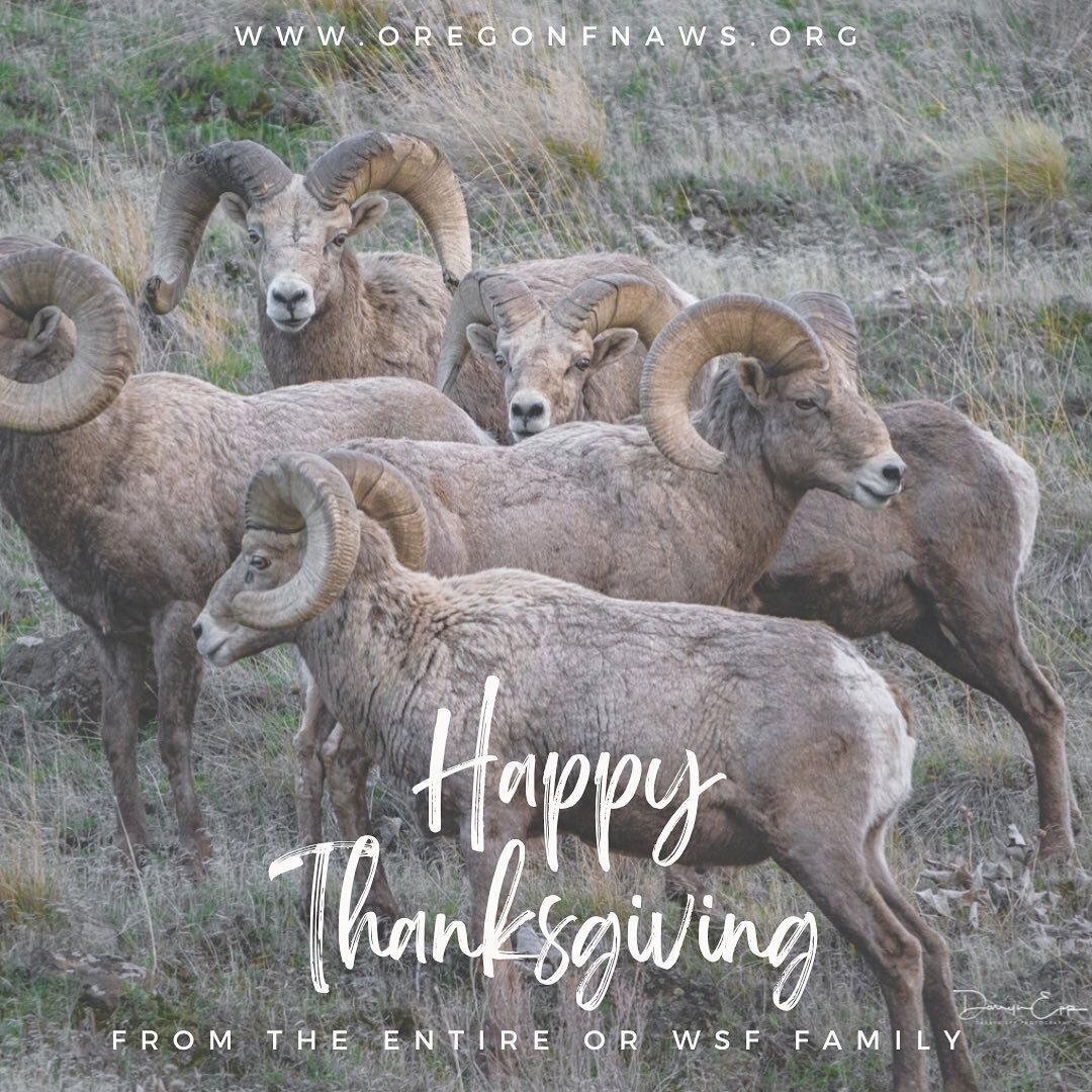 We want to wish you and your loved ones a happy Thanksgiving! We are thankful for all of you members, supporters, donors, and folks who help Put and Keep Wild Sheep on the Mountain!