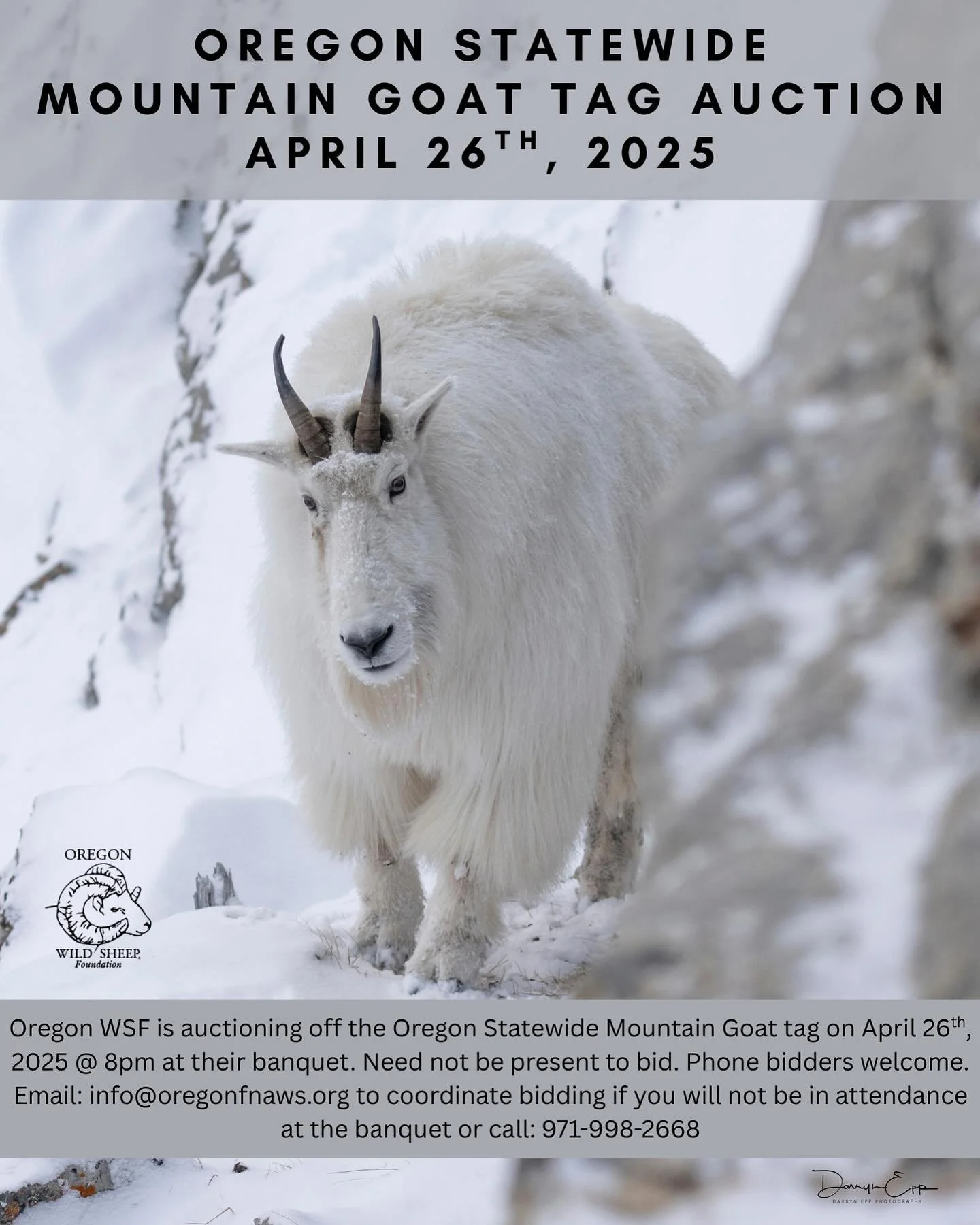 Oregon WSF is auctioning off the Oregon Statewide Mountain Goat tag on April 26th, 2025 @ 8pm at our banquet. Need not be present to bid. Phone bidders are welcome. Email: info@oregonfnaws.org to coordinate bidding if you will not be in attendance at