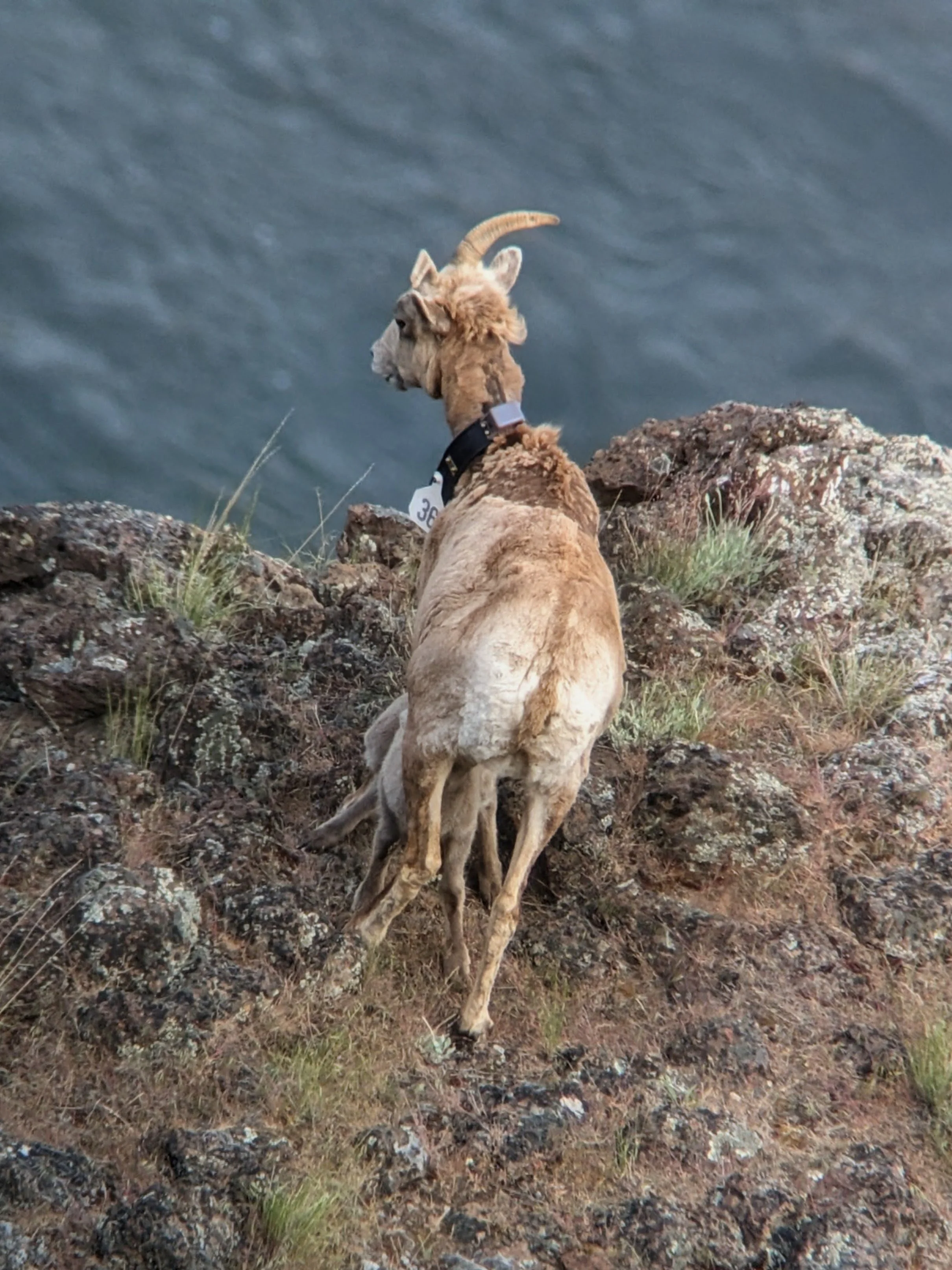 collared-ewe-nursing.jpg