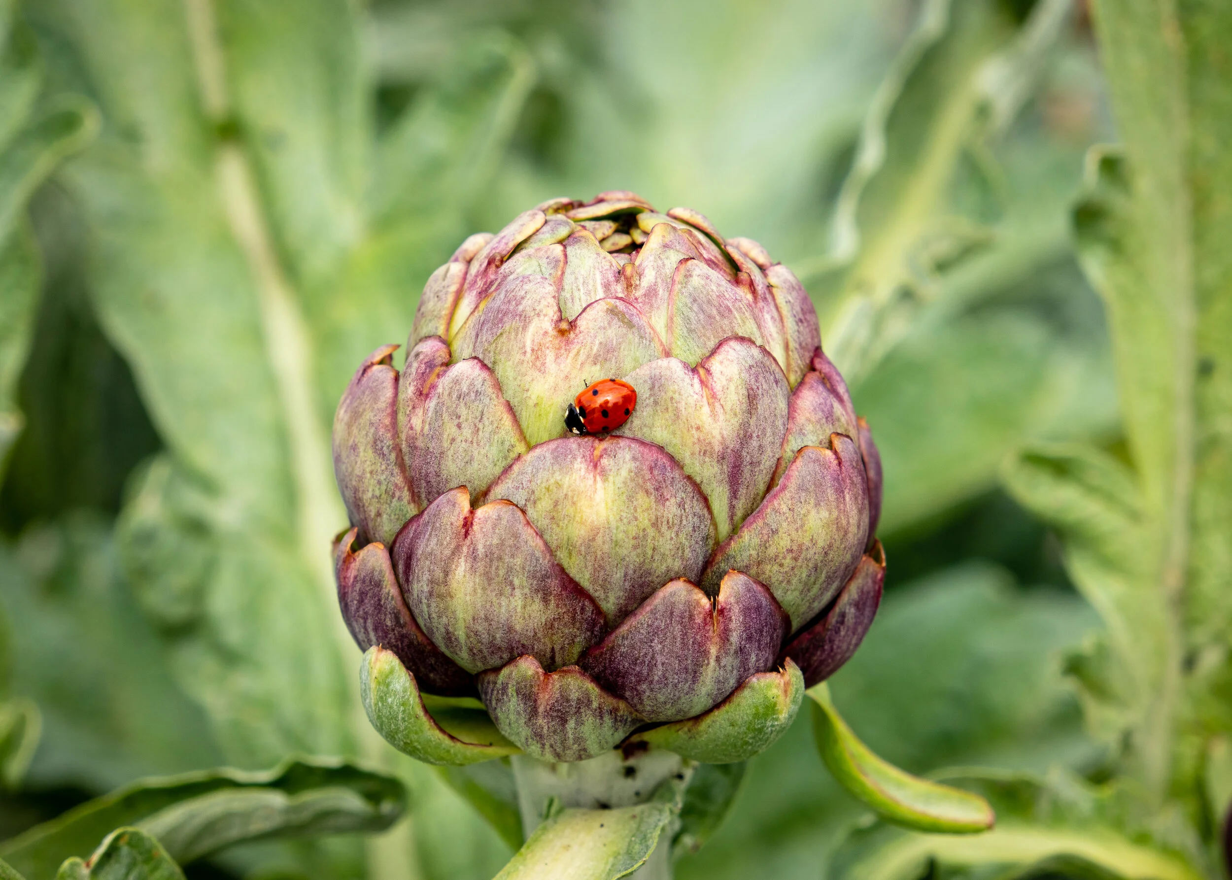 Artichoke Analogy: A New Vision of Healing