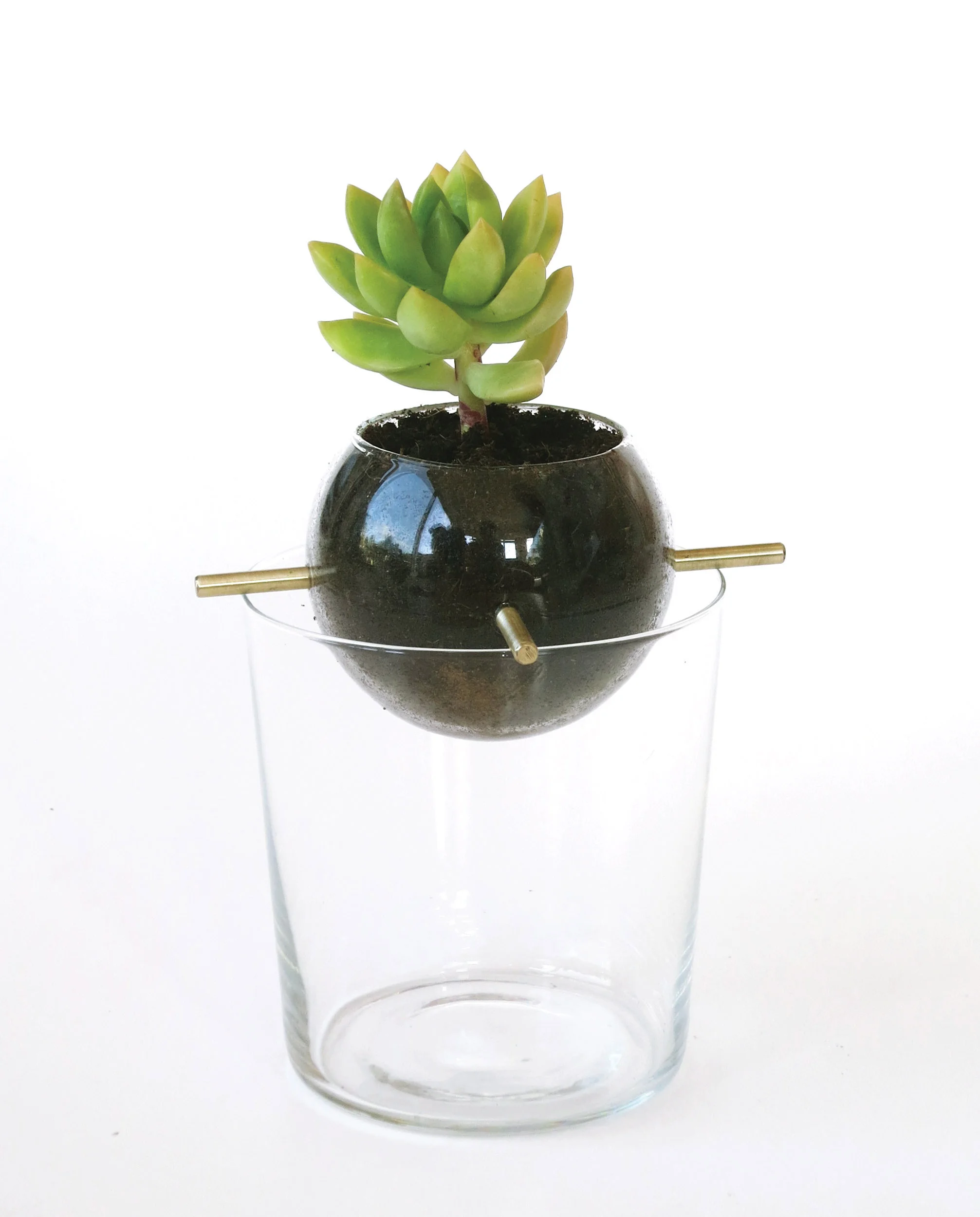 avocado02.jpg