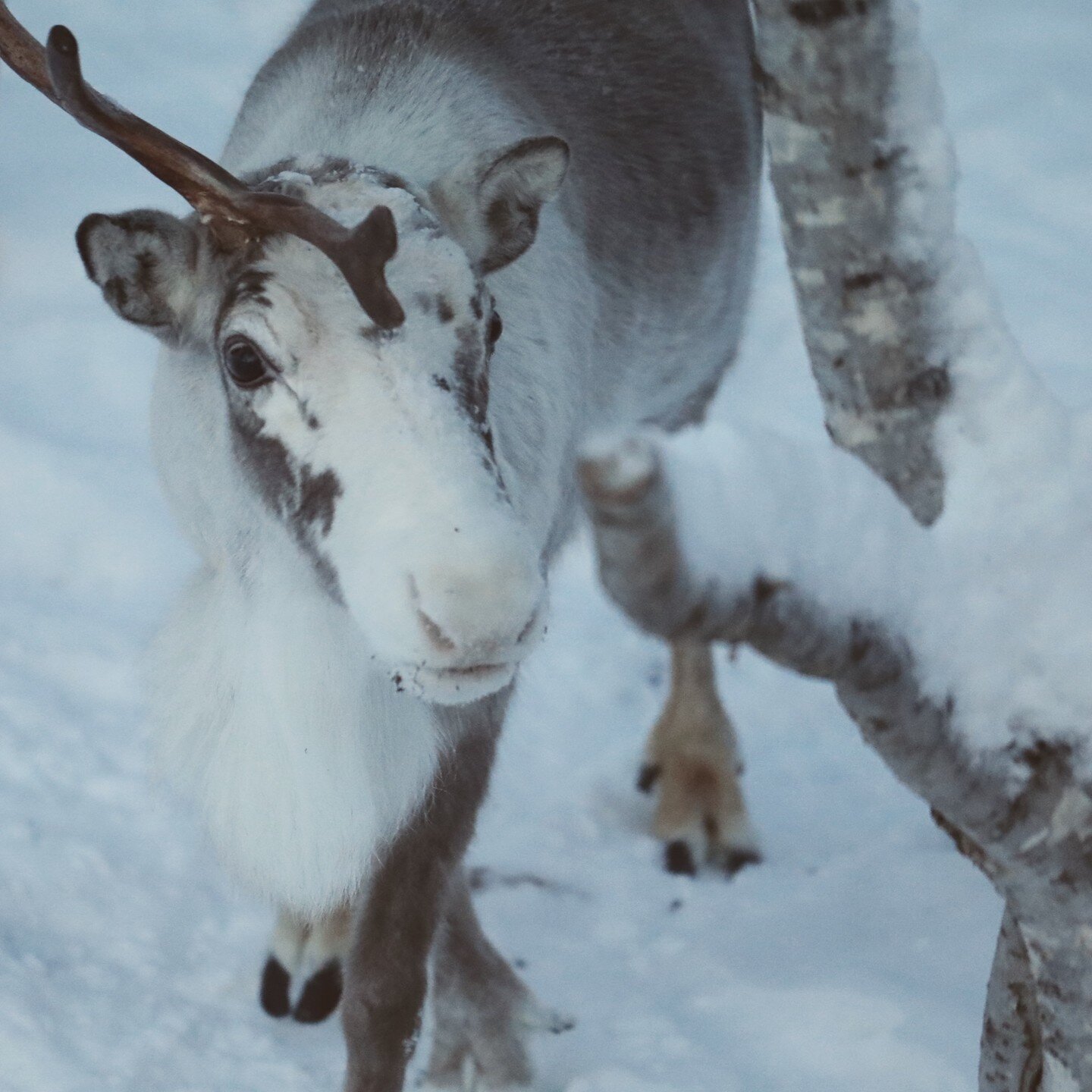 There was something quite magical about seeing this reindeer in the snow at Christmas