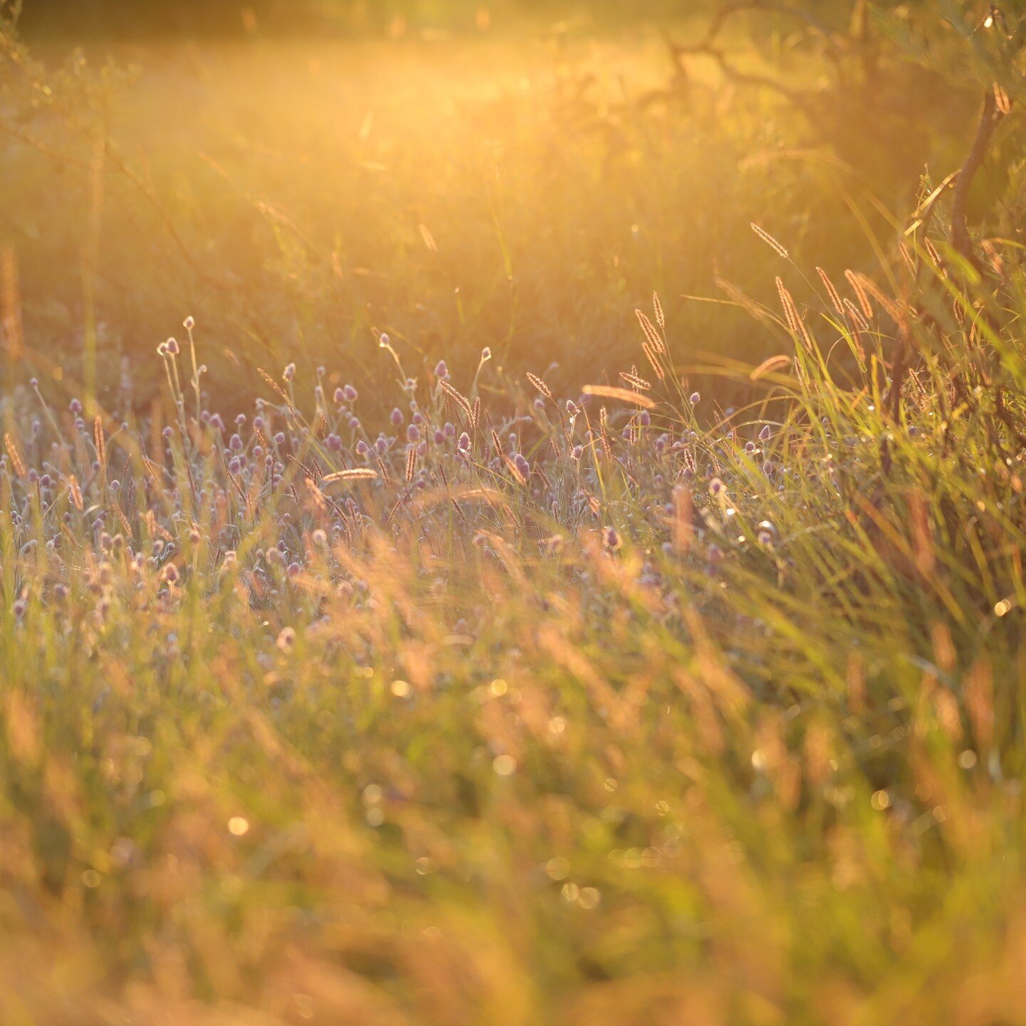 After all the rain here, the baby Mulla Mulla's are starting to appear 🌾

#exmouthwa #flowers #canon6dmarkii #mullamulla #westernaustralia #canon