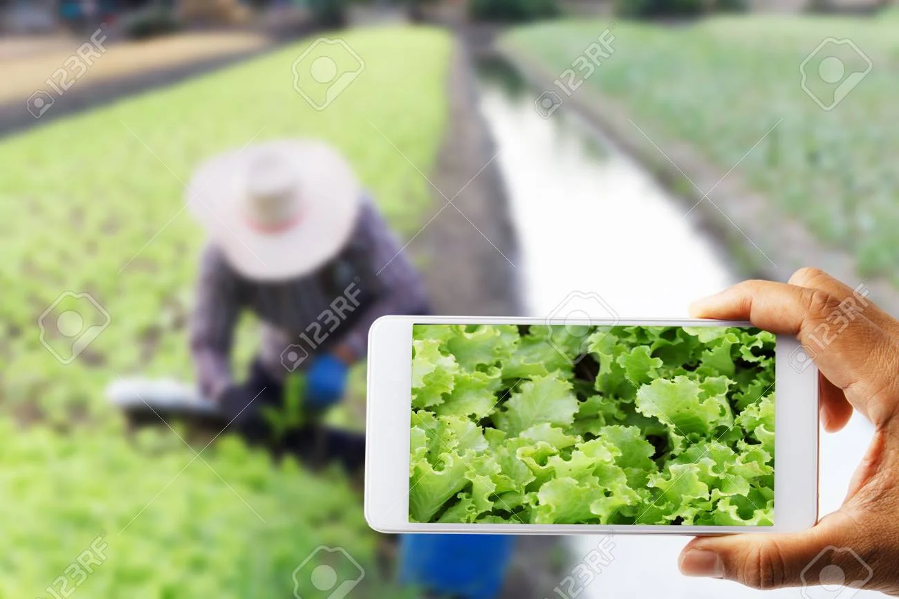 farmers-use-a-cell-phone-photographed-with-white-cabbage-with-farmer-working-blurred-as-the-backdrop.jpg