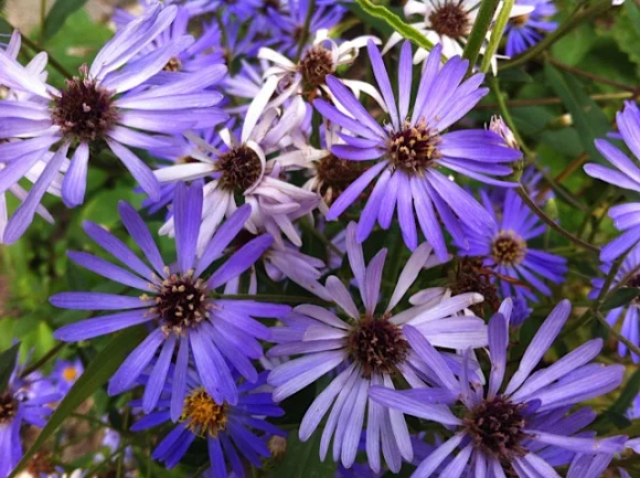 tuin-van-jan-feest-bloemen.jpg