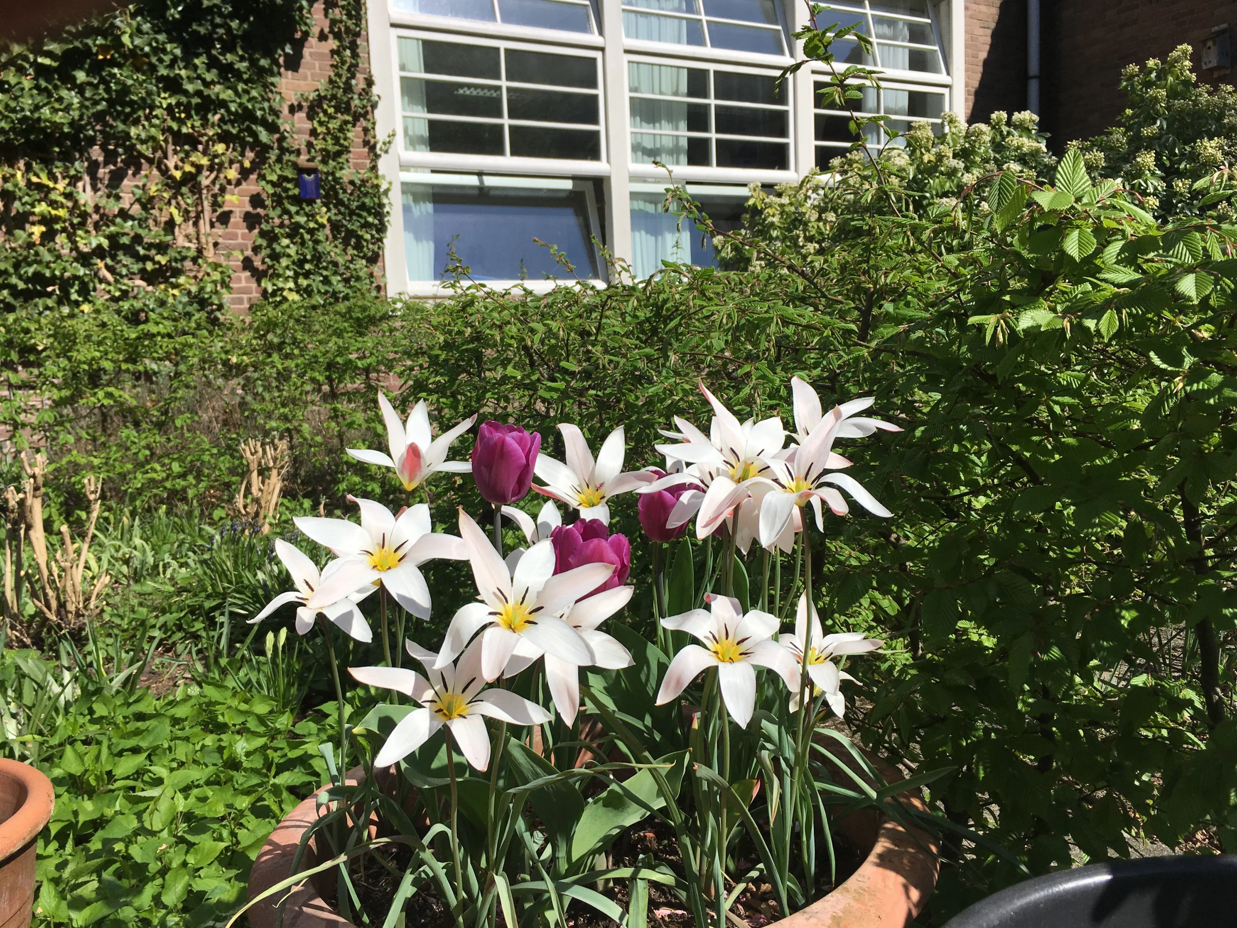 tuin-van-jan-bloei-2018.jpg