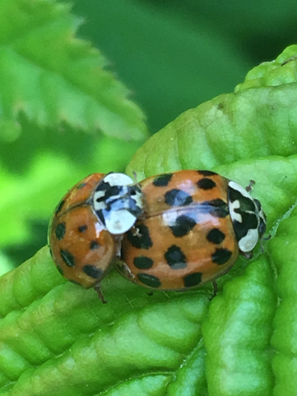 ladybug-2019.JPG