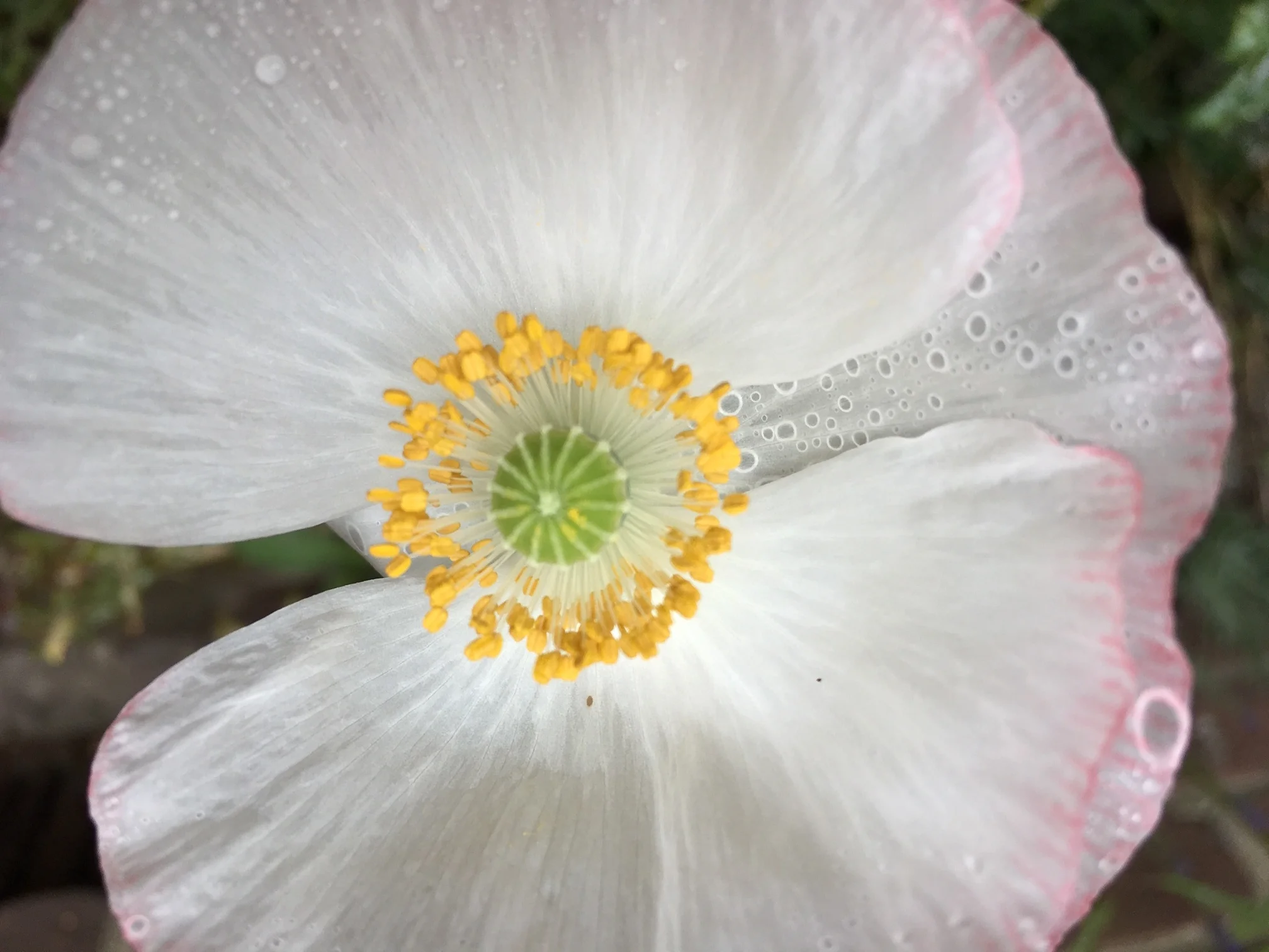 papaver wit.JPG