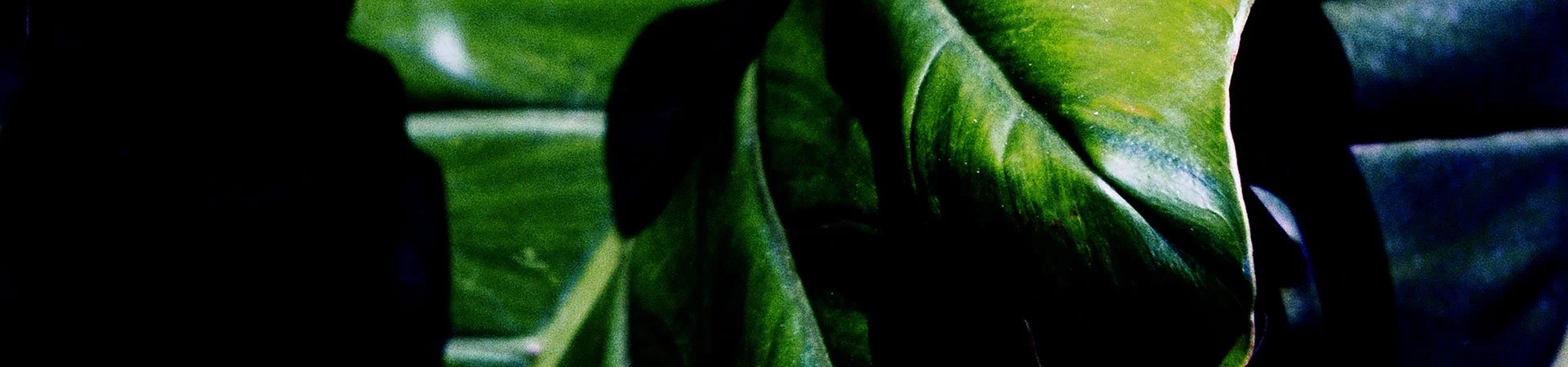Forum Biodiversité