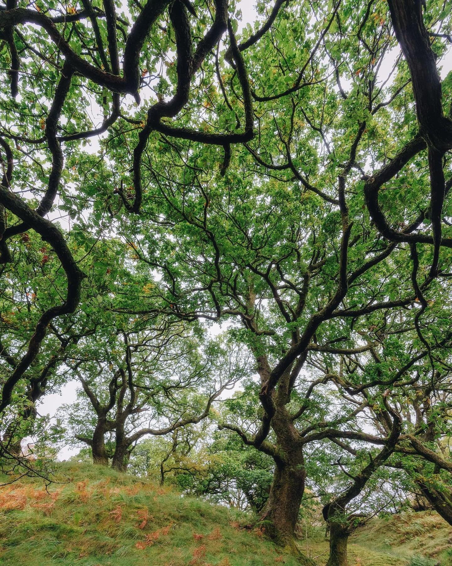 Bonsoir,

Myst&eacute;rieuse for&ecirc;t de ch&ecirc;nes en &Eacute;cosse.
Automne 2019