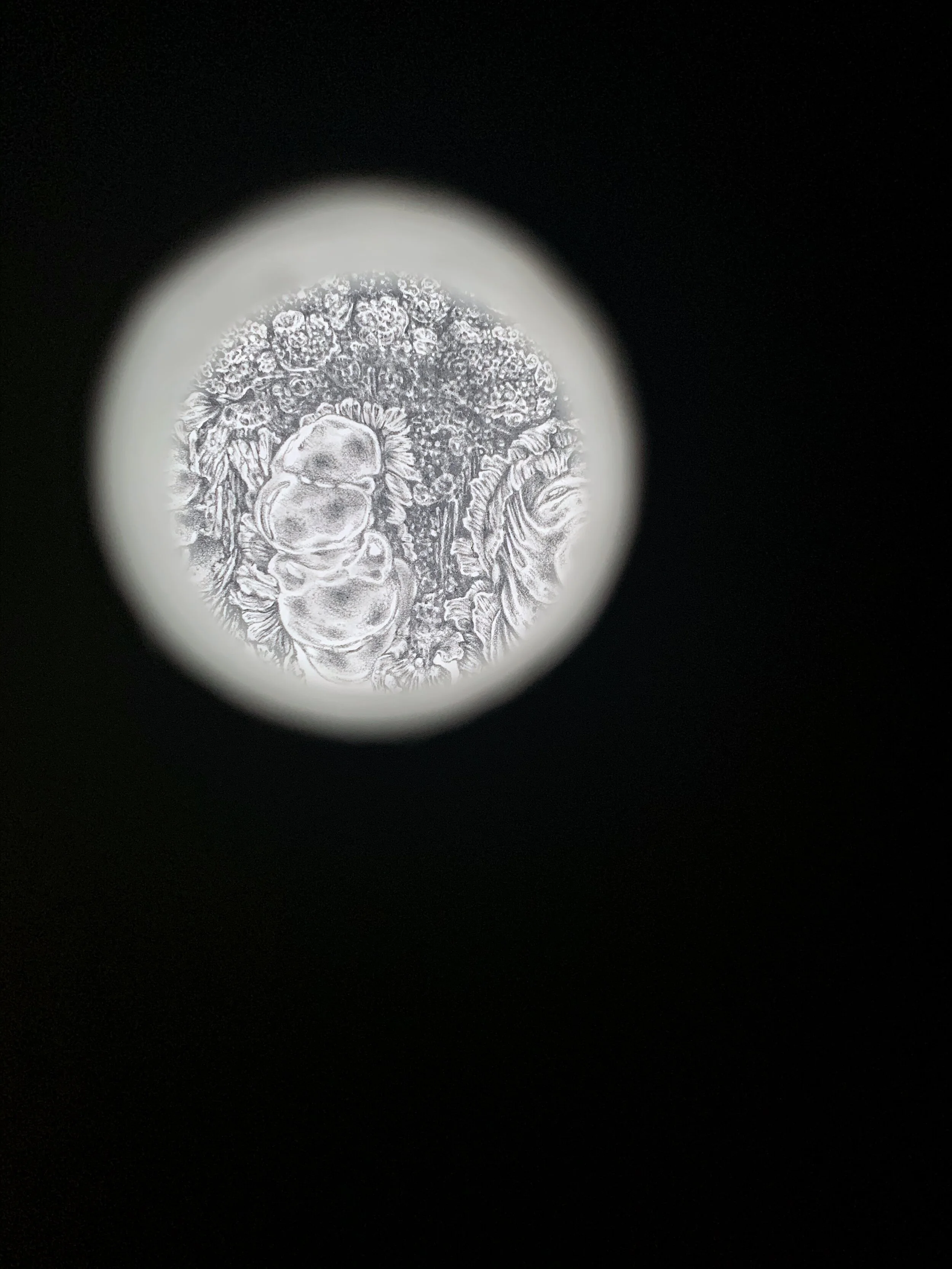 Exhibition “Polymorphs”by Natalie Chiu at Hidden Space