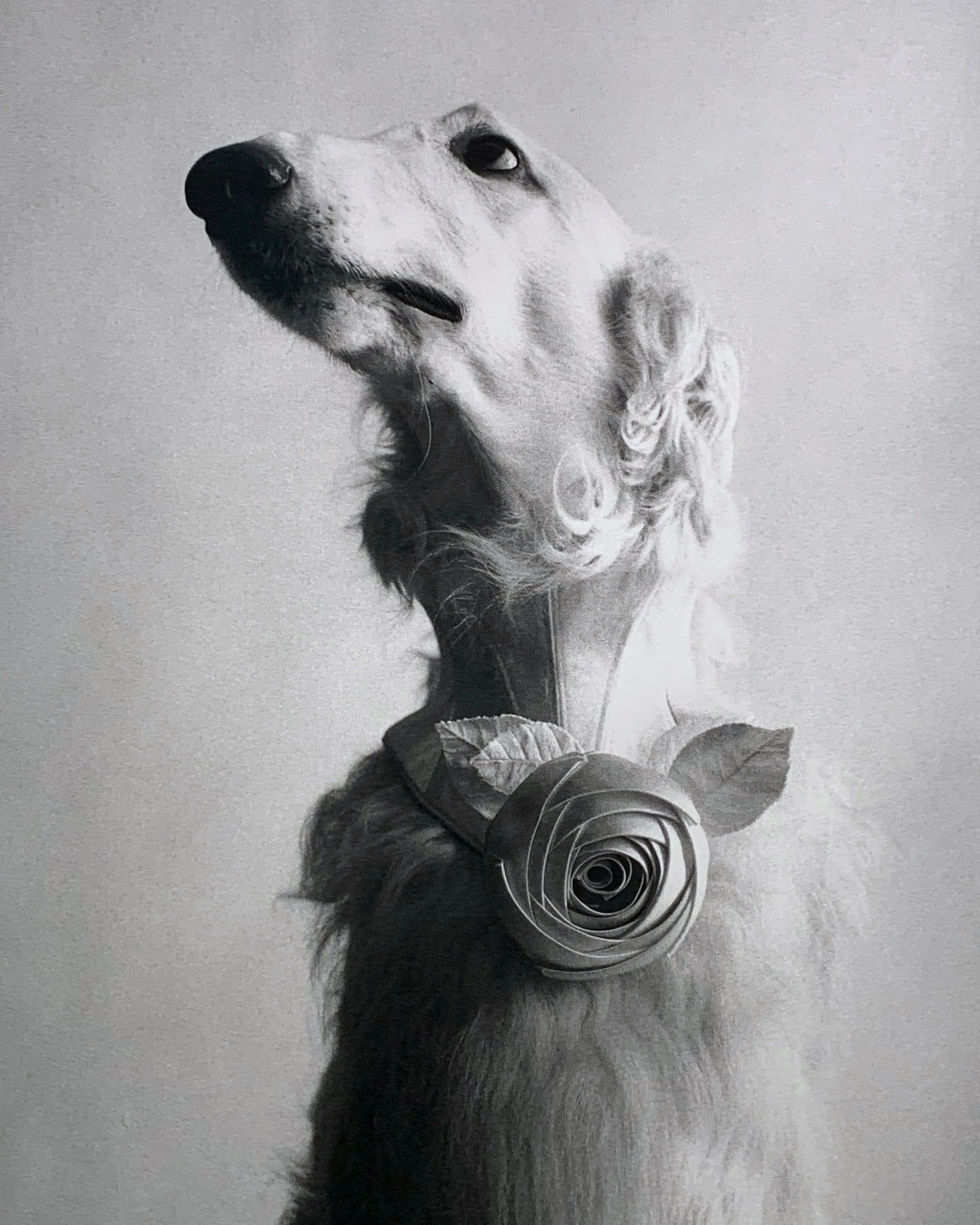 Elliott Erwitt—Platinum Prints at f22 foto space