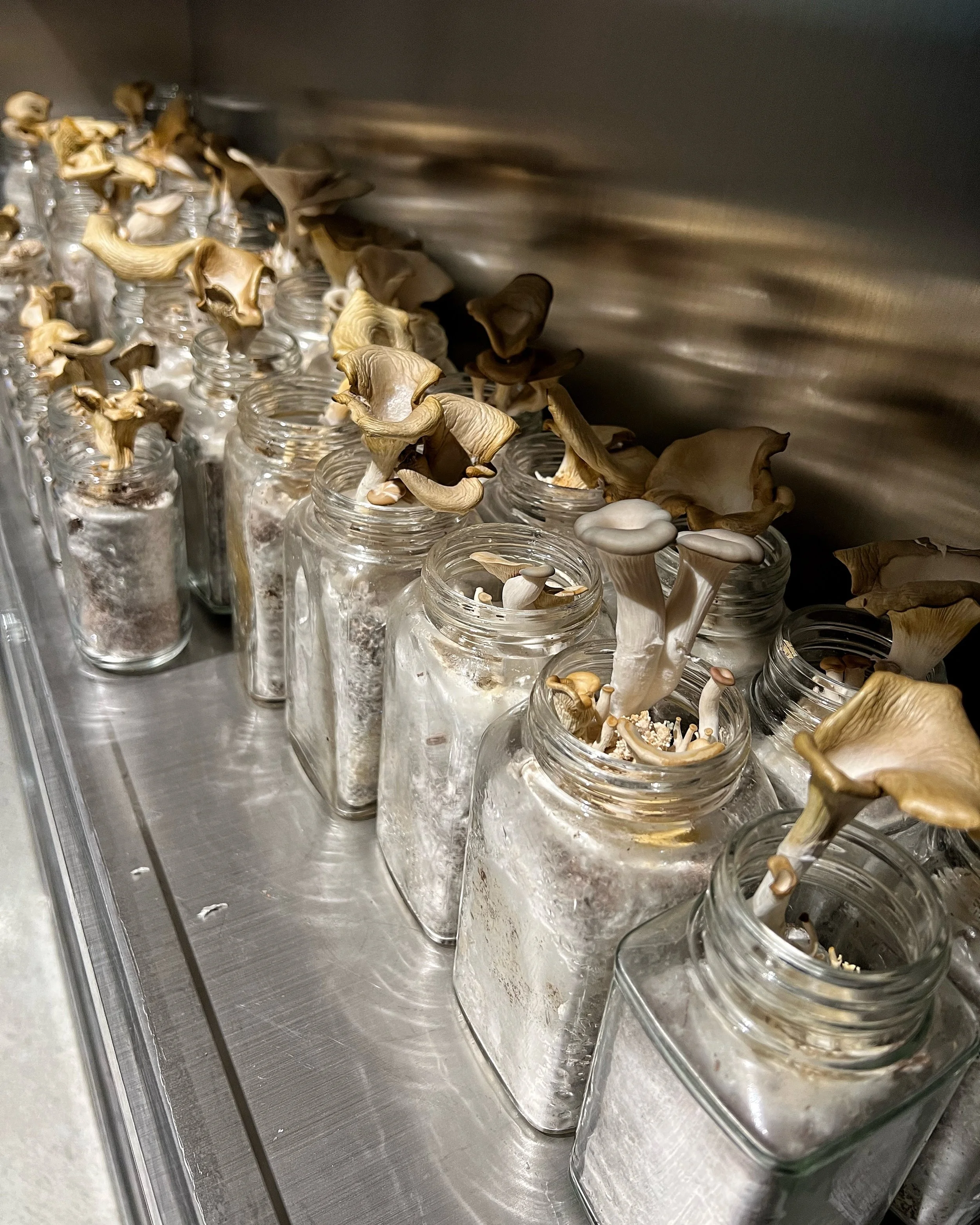 A.A. Murakami: A Thousand Layers of Stomach at Pearl Lam