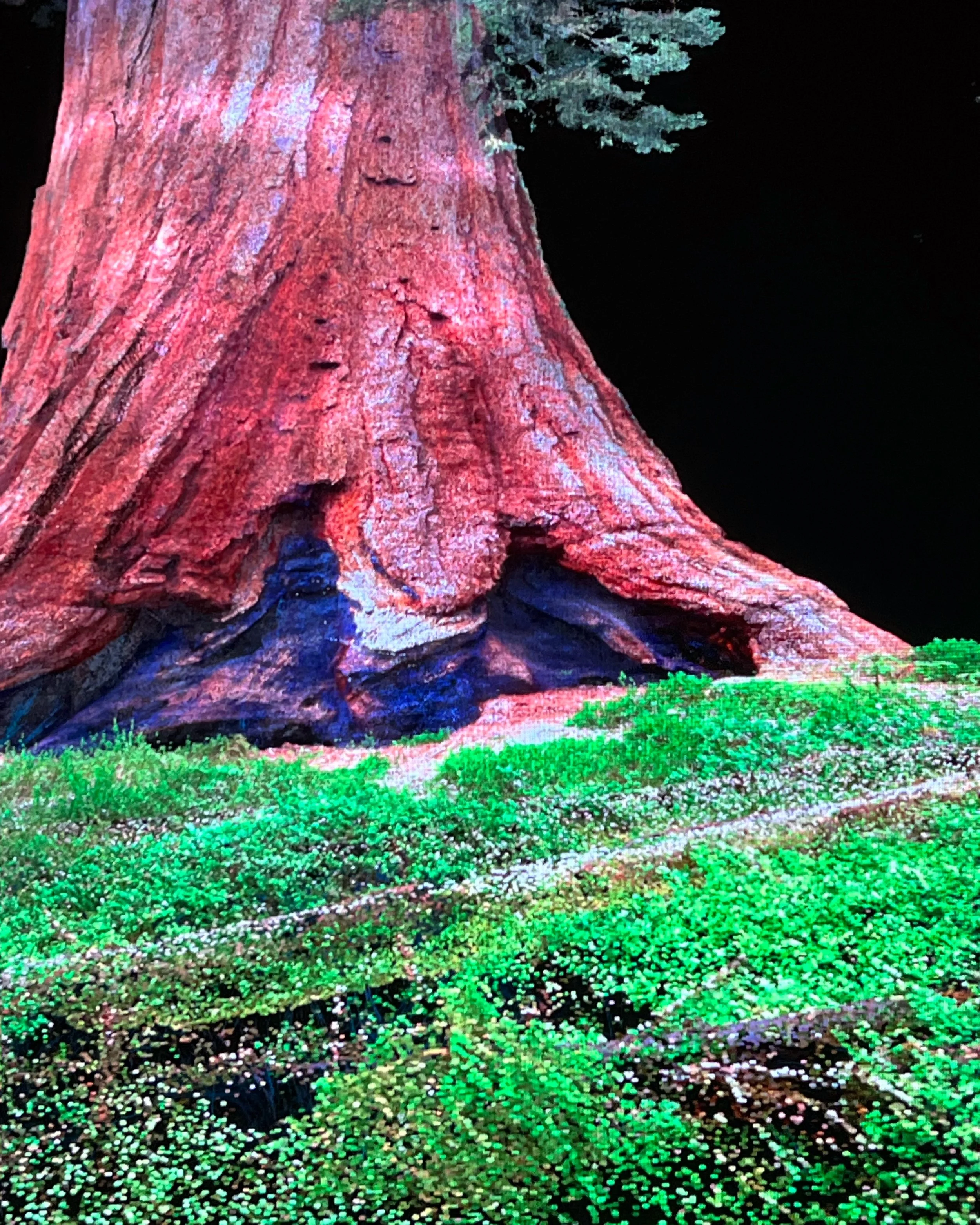 Breathing with Trees at Tai Kwun