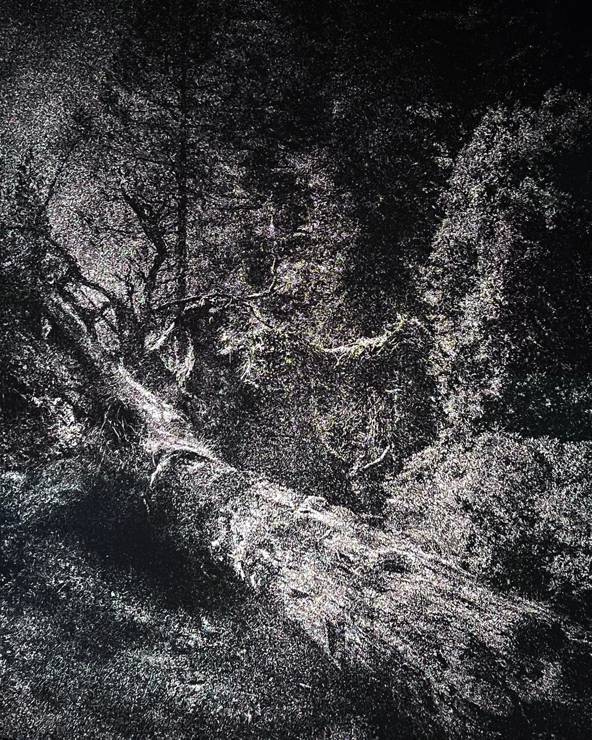 Costanza Gastaldi: Sylvan Reliquary at Novalis Art Design